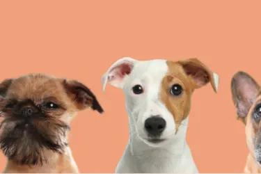 Five dogs of different breeds standing in a row against a peach background