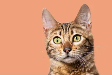 Cat with green eyes on a peach background