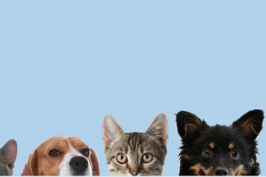 Row of dogs and cats against a blue background