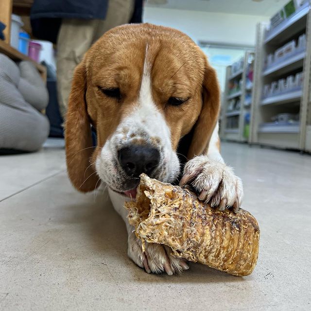 JR Beef Air Pipe (Trachea) | 200g