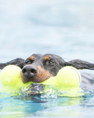 KONG Airdog Squeaker Bone