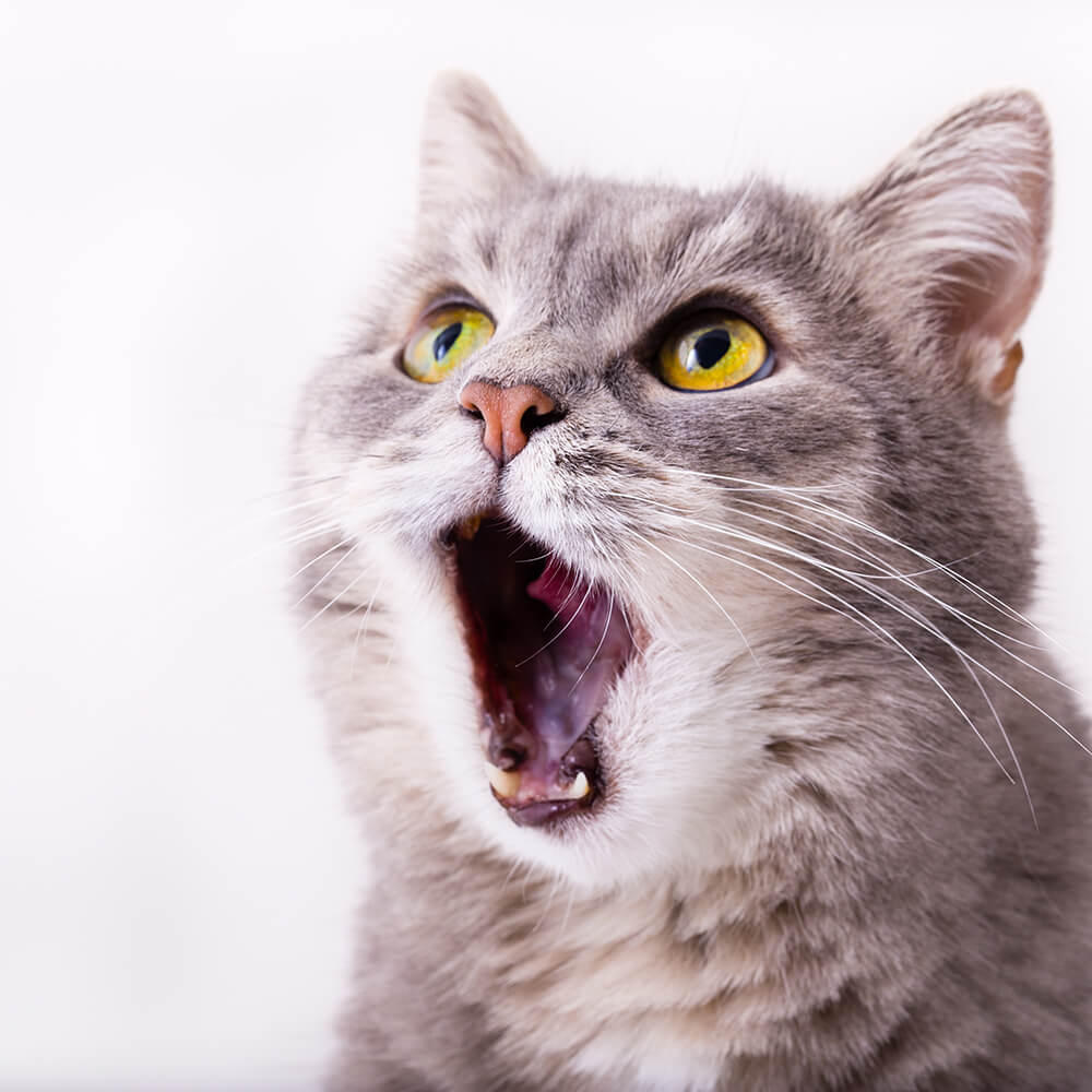 Wow Cat