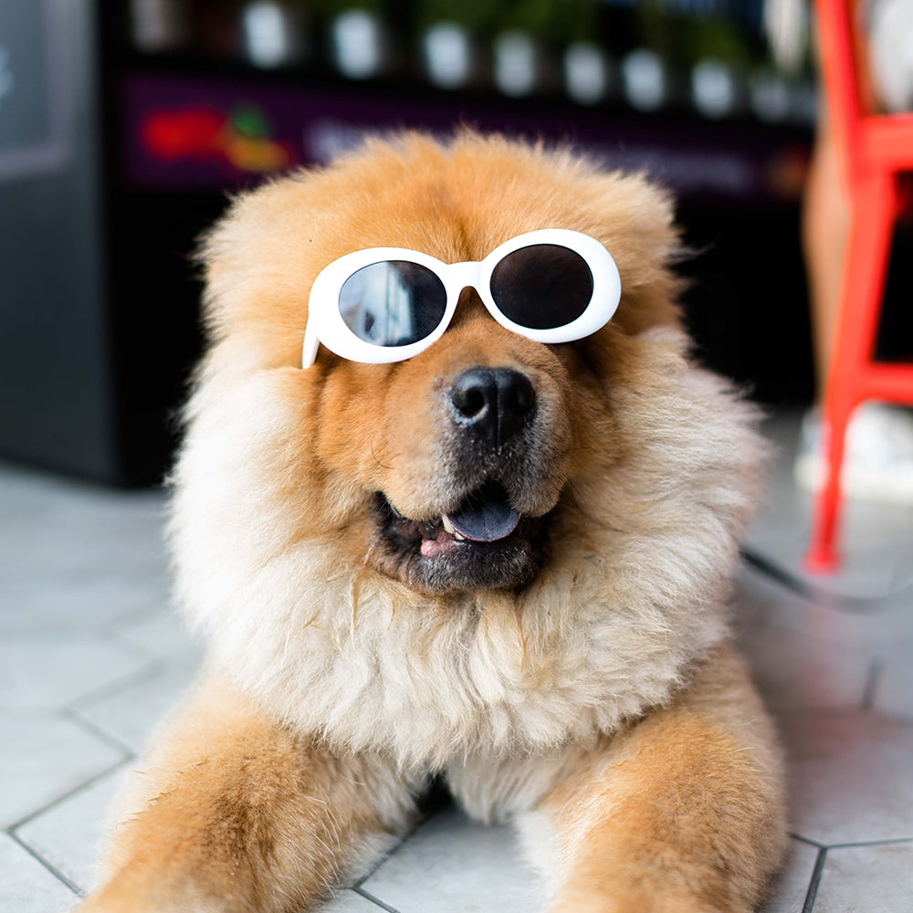 Dog with shades