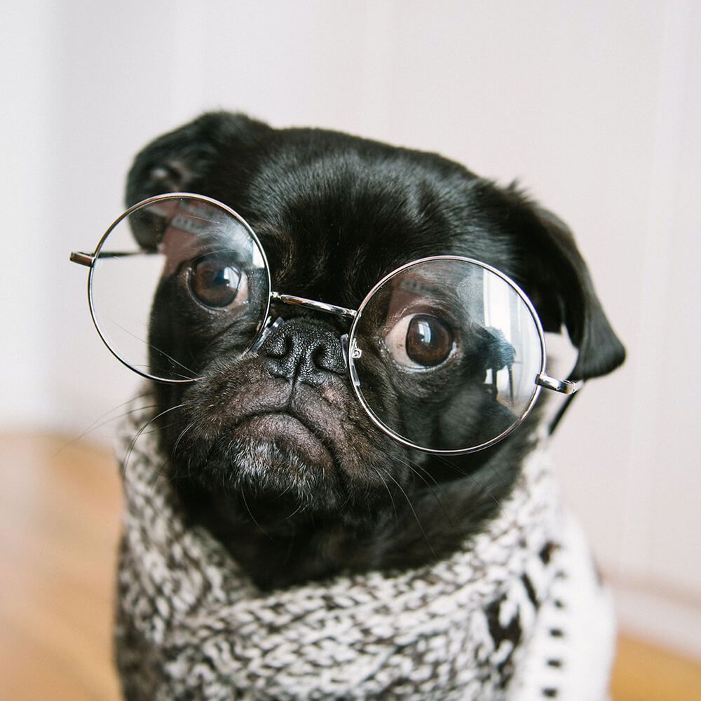 cute pug wearing glasses